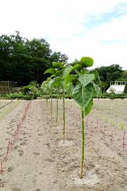 เคลต้นสูง - Walking Stick Kale