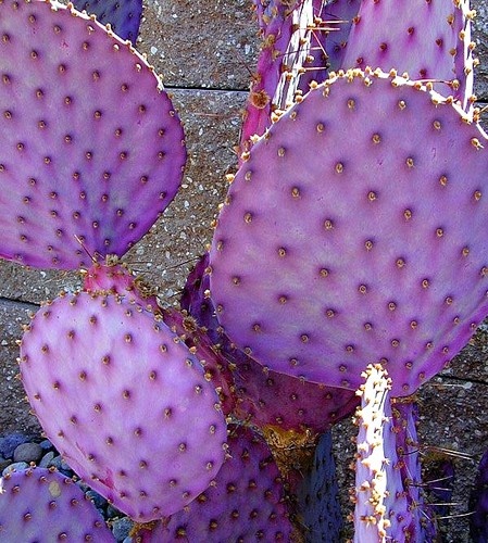 พริคลี่แพร์ซานตาริต้า - Opuntia violacea v. santa rita