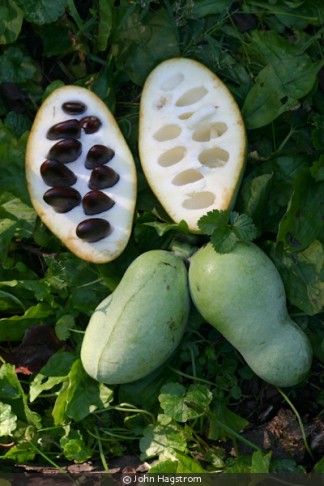 พาวพาว - Pawpaw (Asimina Triloba)