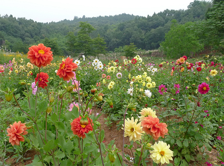 รักเร่ดินเนอร์เพลทคละสี - Mixed Dinner Plate Dahlia