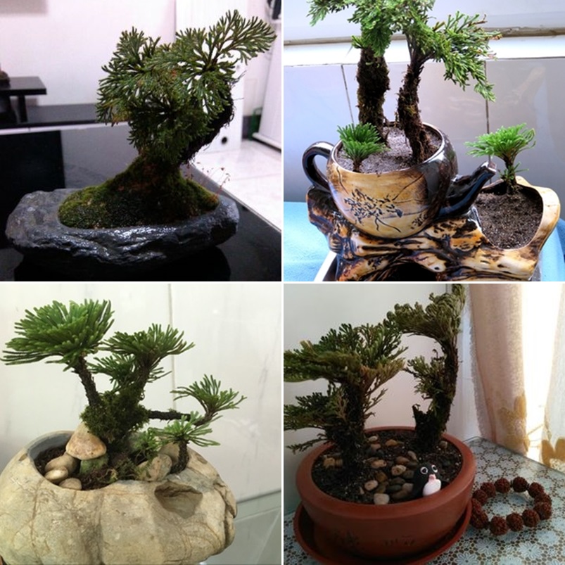 กุหลาบแวมไพร์ - Rose of Jericho (แบบต้น)