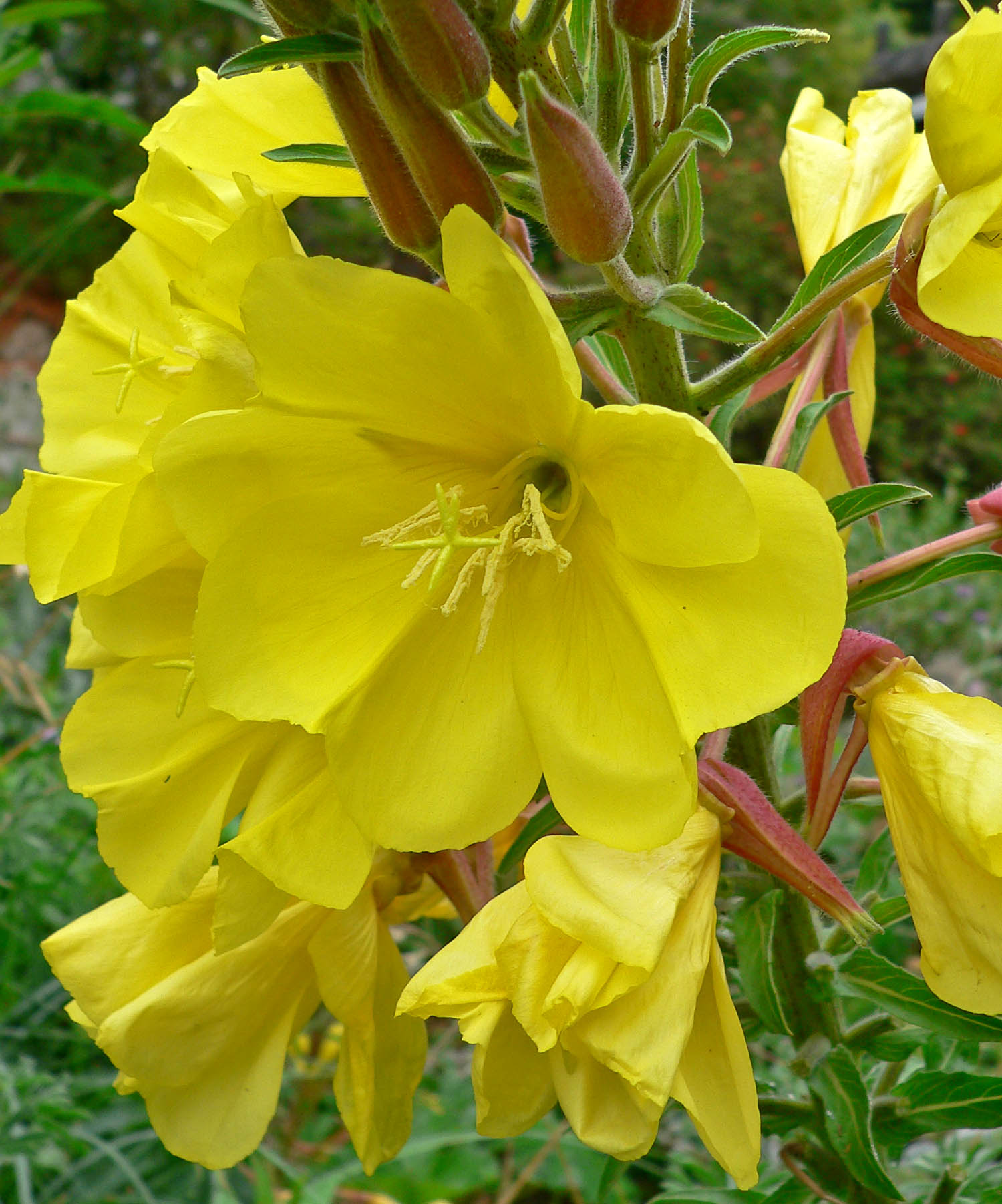 อีฟนิ่งพริมโรสสีเหลือง - Yellow Evening Primrose