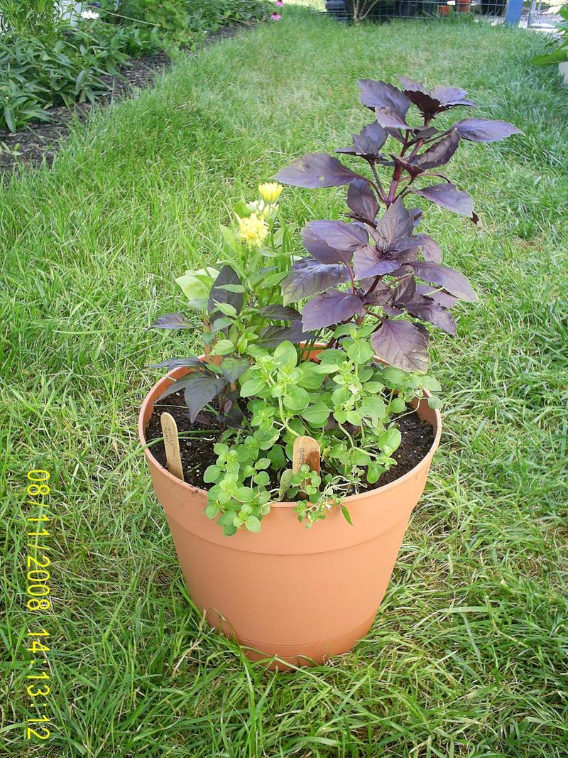 โหระพาดาร์กโอปอล - Dark Opal Basil