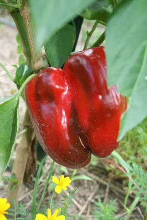 พริกหวานสีแดง - Yolo Wonder L Pepper