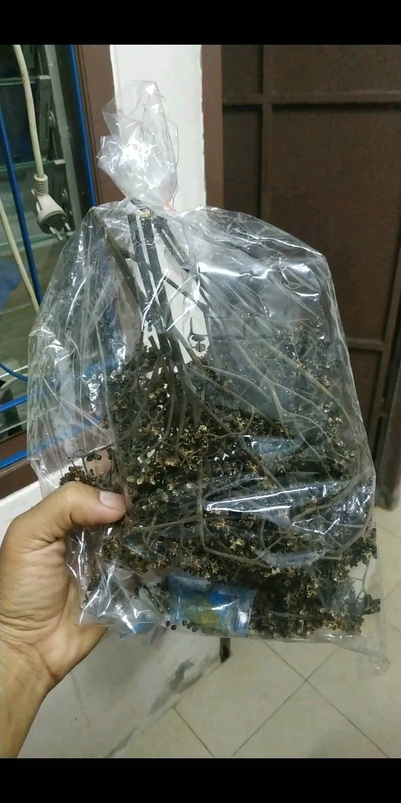 มะแขว่นติดก้าน 100g 🌿 จากยอดดอยเชียงใหม่ เครื่องเทศลาบ แกงฮังเล น้ำพริกอ่อง ไส้อั่ว อาหารล้านนาแท้ ชาวเหนือ ลูกระมาศ หมากมาศตากแห้ง | Zanthoxylum Limonella 100g Chiang Mai Mountain Spice For Larb Hang Le Nam Prik Ong Sai Ua Northern Thai Food