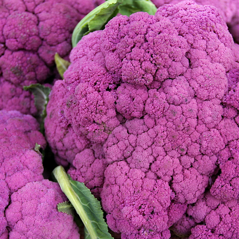 กะหล่ำดอกสีม่วง - Purple Cape Cauliflower