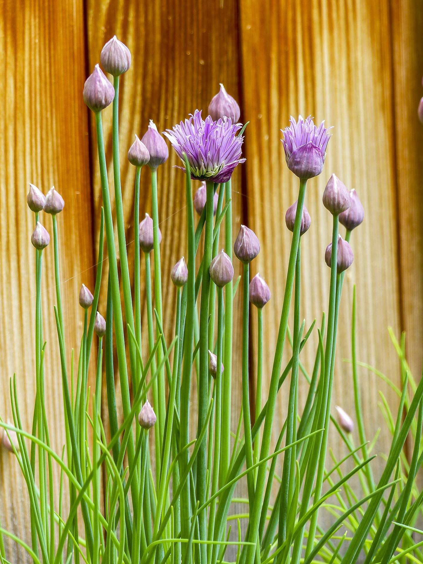 ต้นหอมฝรั่ง (ไชว์ส) - Chives