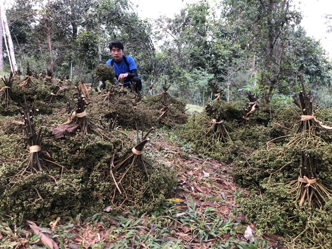 🌿 มะแข่น มะแขว่น 500g (ครึ่งกิโล) มะแขว่นเด็ดก้าน มะแขว่นคนเหนือ ลูกระมาศ หมากมาศ พริกไทยเสฉวน เครื่องเทศลาบ ลาบหมู หลู้ แกงฮังเล น้ำพริกอ่อง ไส้อั่ว เครื่องเทศเมืองเหนือ ของดีเชียงใหม่ ราคาส่ง | Zanthoxylum 500g Sichuan Pepper Thai Spice Larb Han