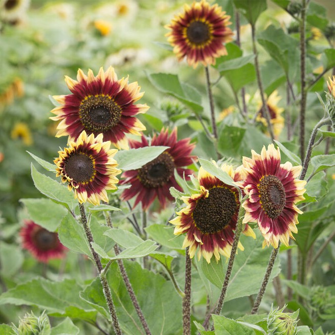 ทานตะวันฟลอเรนซ่า F1 - Florenza F1 Sunflower