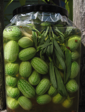 แตงกวาเม็กซิกัน - Mexican Sour Gherkin