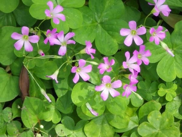 รากผักแว่นดอย - Oxalis corymbosa 50 กรัม