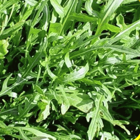 ร็อกเก็ตอิตาลี - Italian Rocket (Eruca sativa)