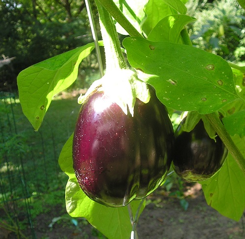 มะเขือม่วงแบล็กบิวตี้ - Black Beauty Eggplant