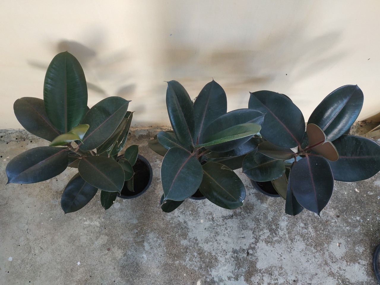 ต้นยางอินเดียใบดำ - Ficus elastica Black