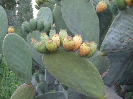 พริคลี่แพร์ผลสีเหลือง - Yellow fruit Prickly Pear