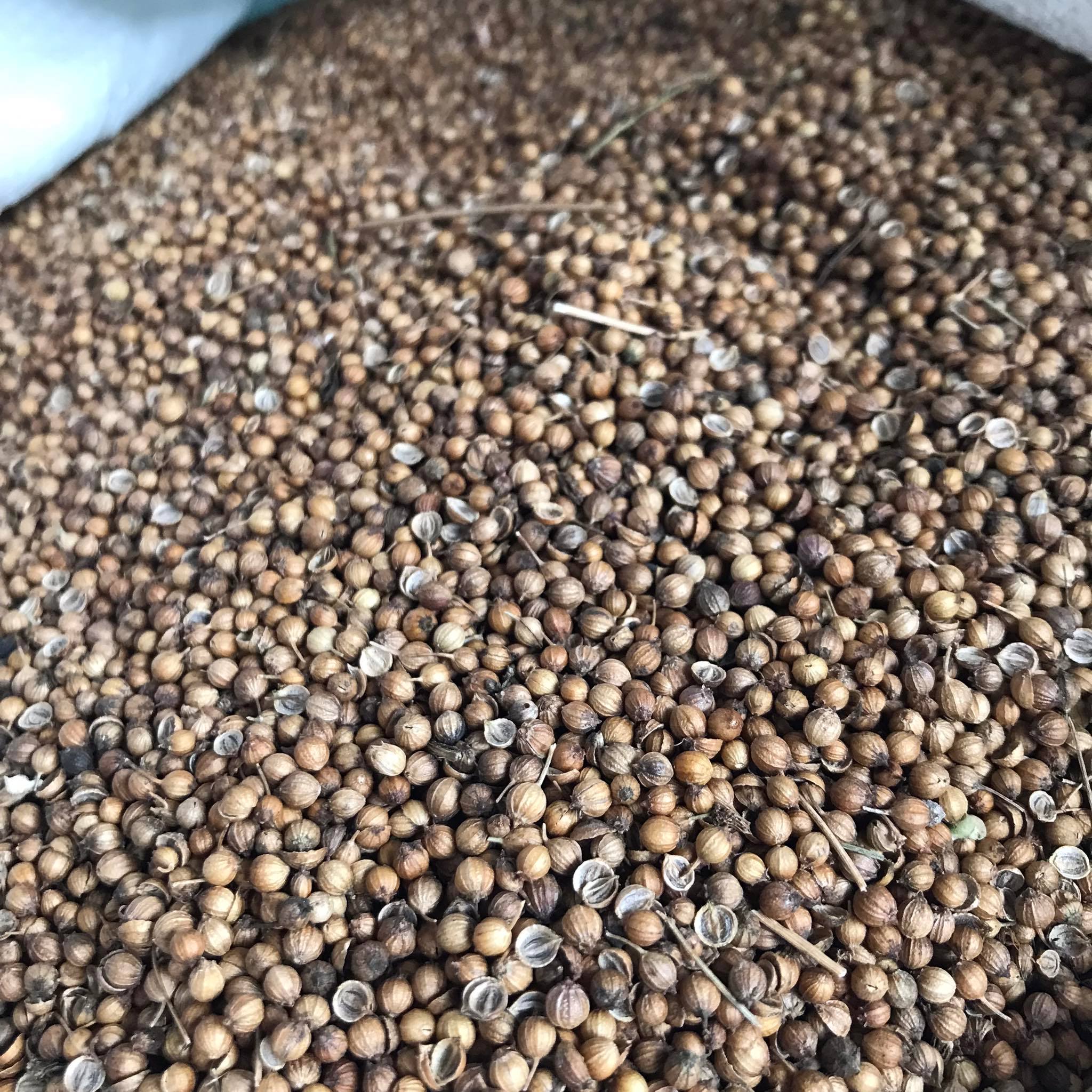 เมล็ดพันธุ์ผักชีไทย เม็ดผักชี ขนาด 1 กิโลกรัม Coraninder seed / ลูกผักชี เมล็ดผักชี เมล็ดผักชีนำมาใช้เป็นเครื่องเทศ ลูกผักชีจะมีกลิ่นรสคล้ายพืชตระกูลส้ม มะนาว