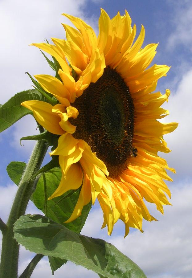 ทานตะวันไจแอ้นท์ซิงเกิล - Giant Single Sunflower