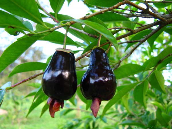 ต้นเชอร์รี่ริโอแกรนด์ - Cherry of Rio Grande (Eugenia involucrata)