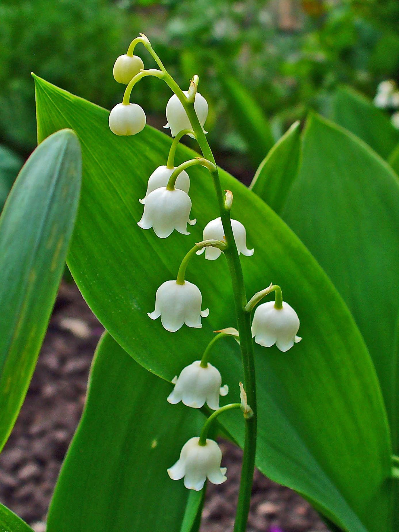 ลิลลี่หุบเขาสีขาว - White Lily of the Valley 2 ราก