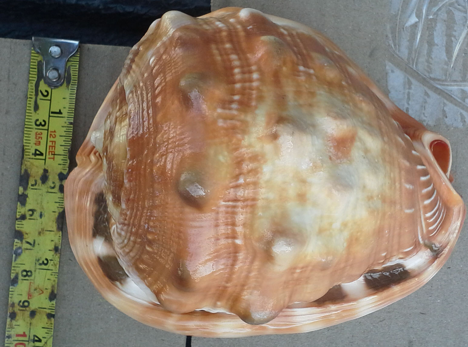 เปลือกหอยเท้าช้างอินเดีย