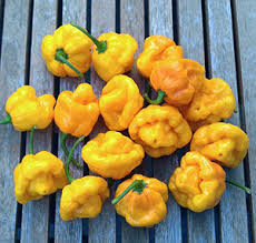 พริกจาไมก้าสก็อตบอนเนทสีเหลือง - Yellow Jamaican Scotch Bonnet Pepper