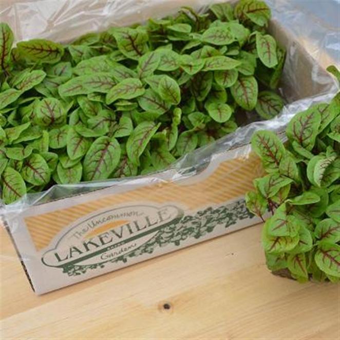 ซอเรลเส้นใบแดง - Red Veined Sorrel