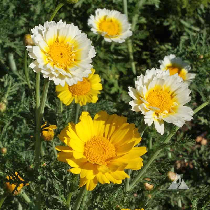 เดซี่การ์แลนด์คละสี (ตังโอ๋) - Garland Daisy (Crysanthemum coronarium)