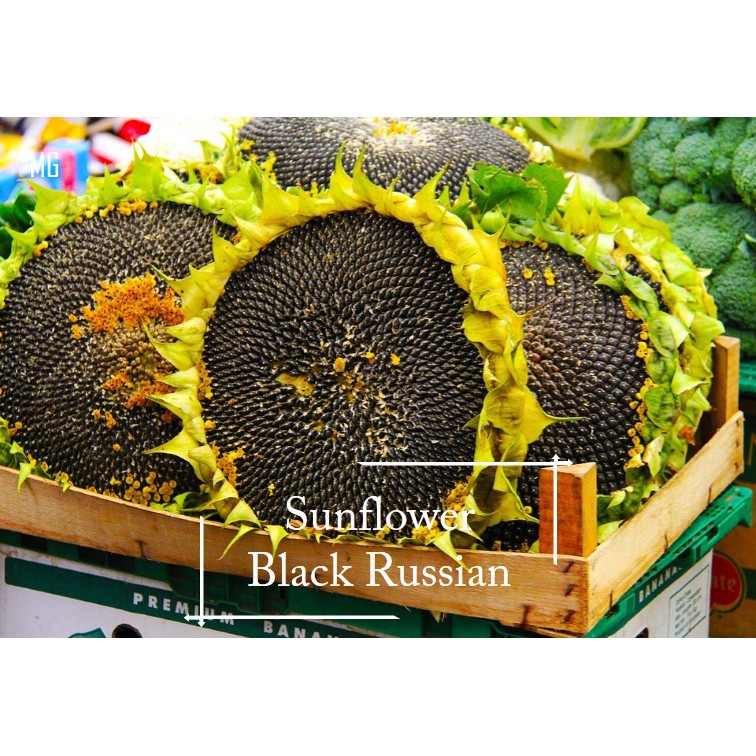 ทานตะวันรัสเซียดำ - Black Russian Sunflower (ต้นสูง)