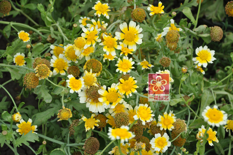 เดซี่การ์แลนด์คละสี (ตังโอ๋) - Garland Daisy (Crysanthemum coronarium)