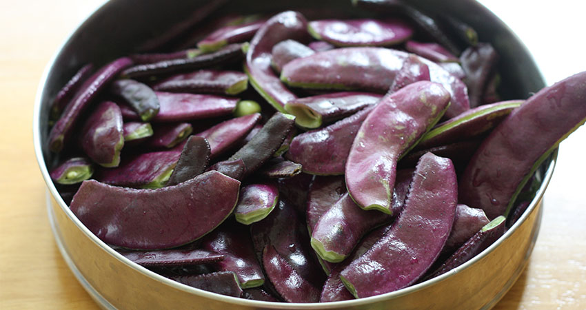 ถั่วแปบสีม่วง - Hyacinth bean