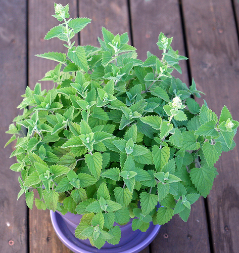 แคทนิป - Catnip