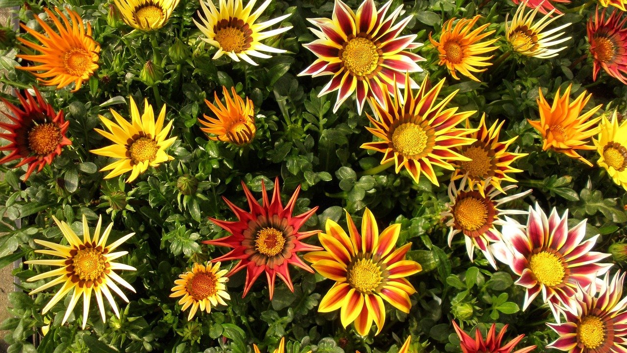 กาซาเนียคละสี (พระจันทร์ทรงกลด) - Mixed Gazania