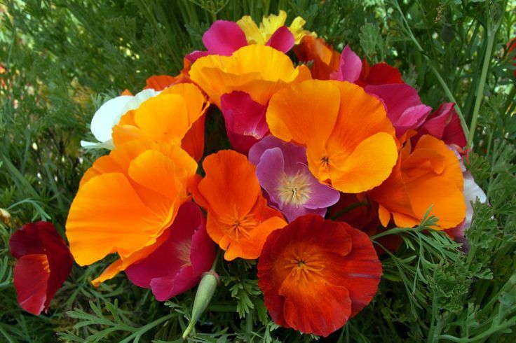 ป๊อปปี้แคลิฟอร์เนียคละสี - Mixed California Poppy