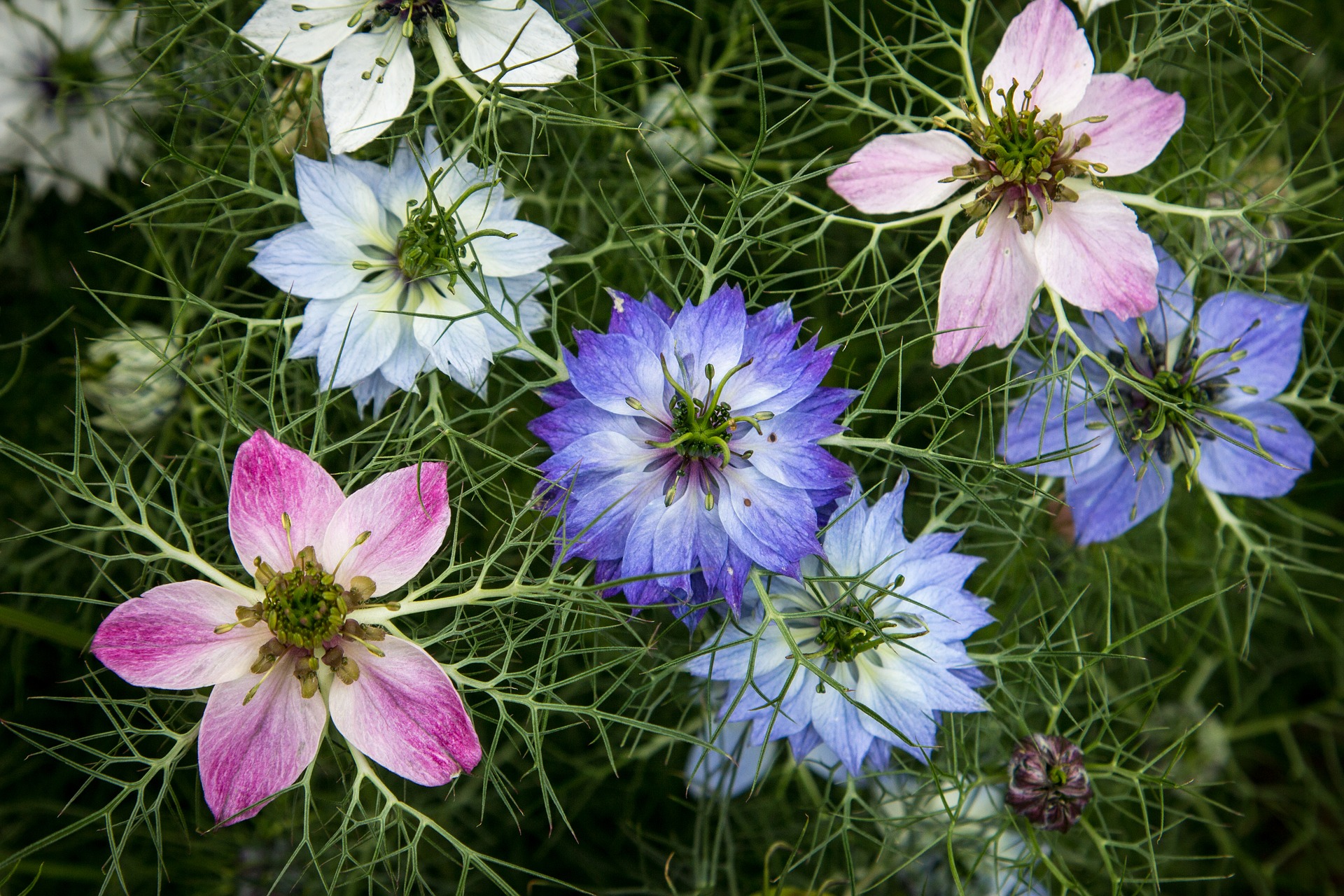 ความรักในสายหมอกคละสี - Love in a Mist (Nigella damascena) (เมล็ด+ดอกไม้กินได้)