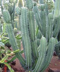 แก้วมังกรเม็กซิโก - Mexican Pitaya (Stenocereus queretaroensis)