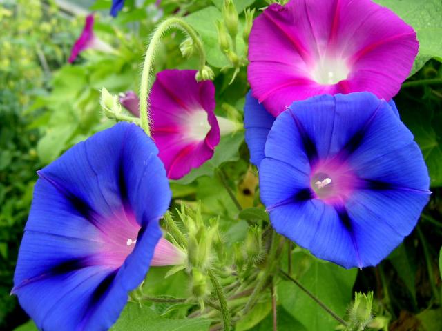 มอร์นิ่งกลอรี่คละสี - Morning Glory Mixed