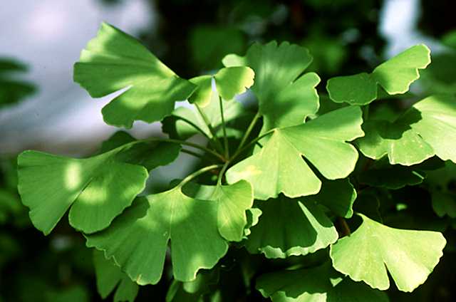 ต้นแปะก๊วย - Gingko