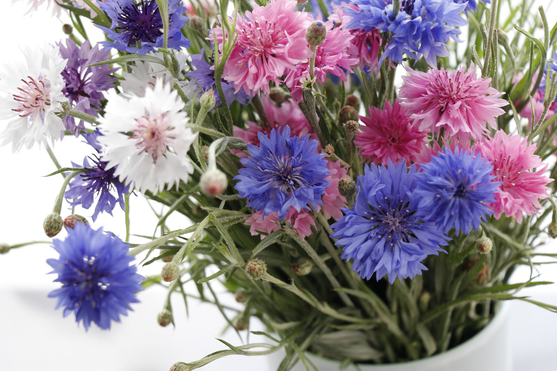 คอร์นฟลาวเวอร์คละสี - Mixed Cornflower (ดอกไม้กินได้)