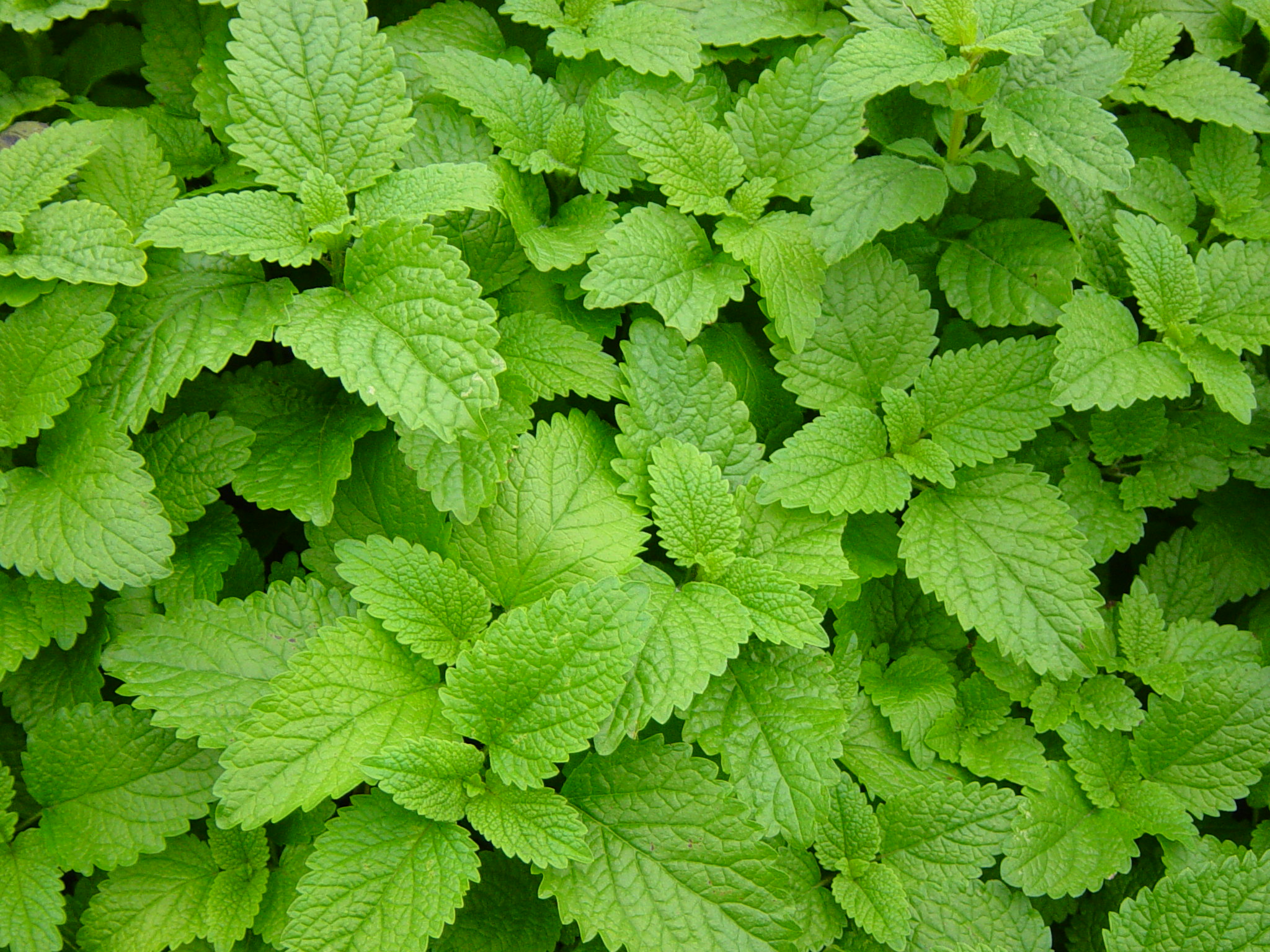 เลม่อนบาล์ม - Lemon Balm