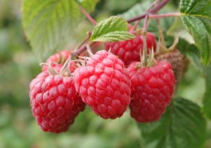 ราสพ์เบอรี่แดง - Red Raspberry