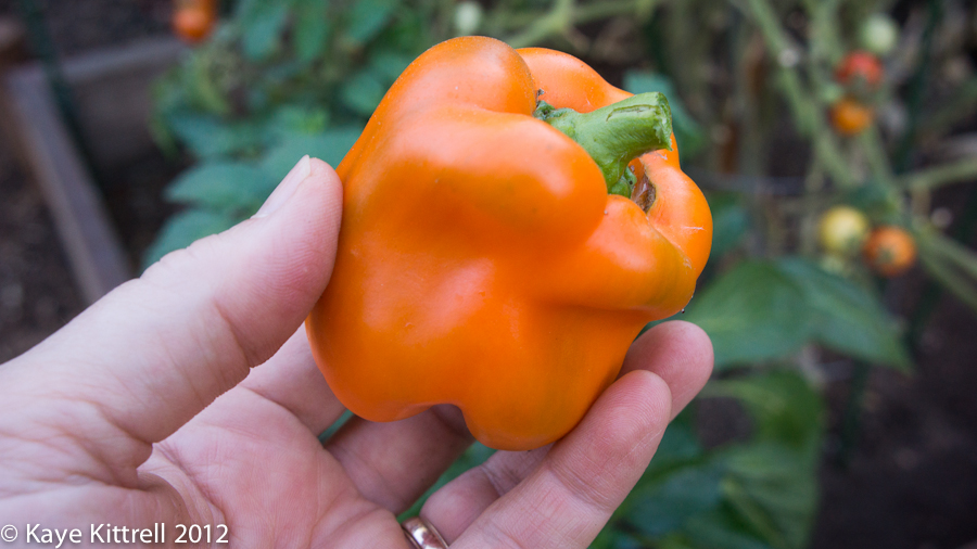 พริกหวานสีส้ม - Orange Sun Pepper