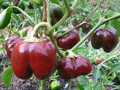 พริกหวานสีช็อกโกแลต - Chocolate Pepper