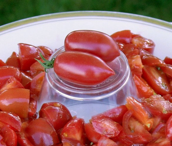 มะเขือเทศชูการี่ F1 - Sugary Tomato F1