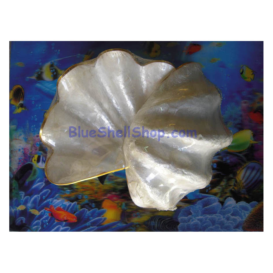 เปลือกหอยอัดมือเสือ