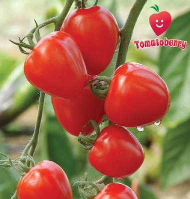 มะเขือเทศหัวใจ - Tomatoberry