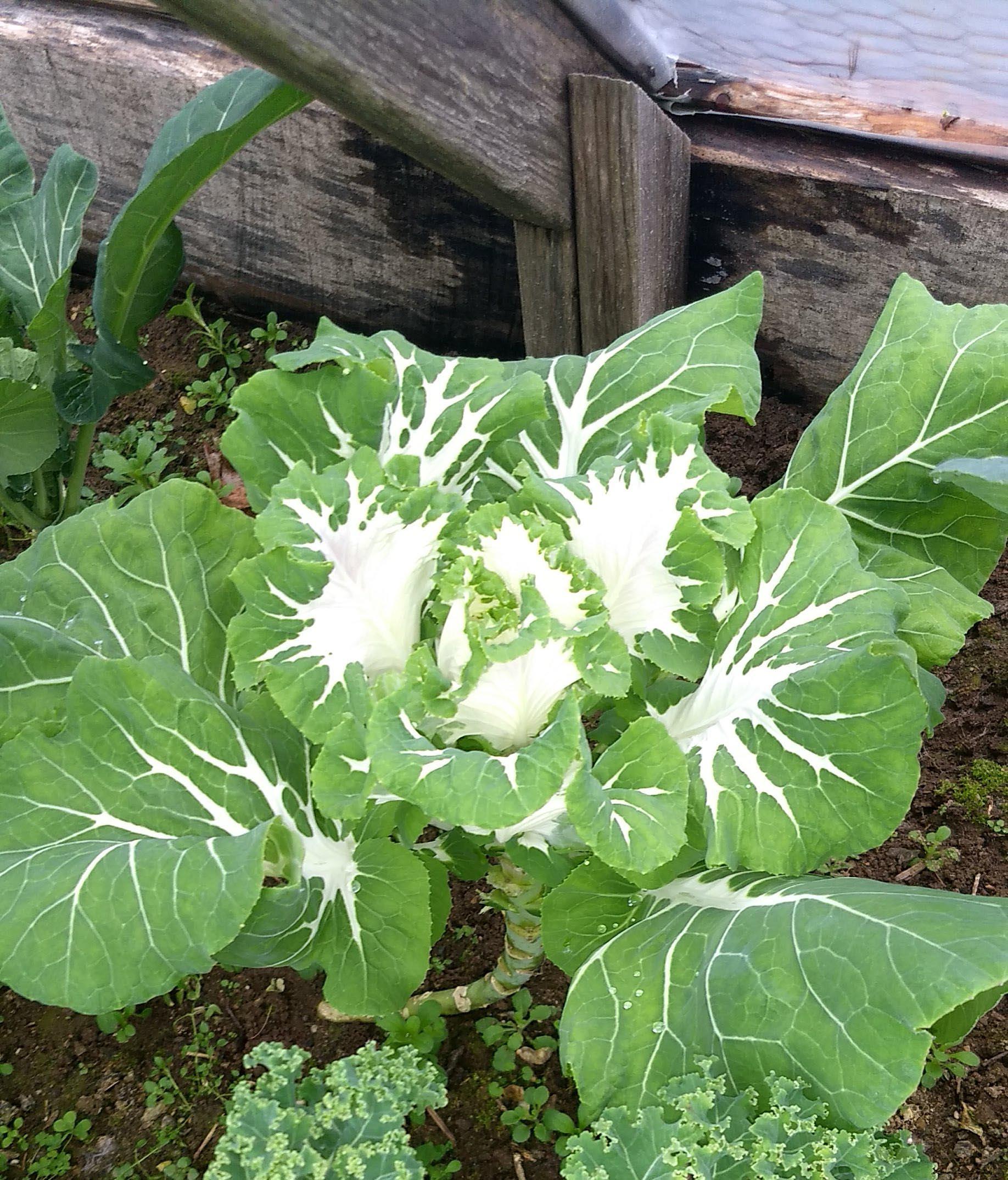 คอลลาร์ดใบด่าง - Variegated Collard