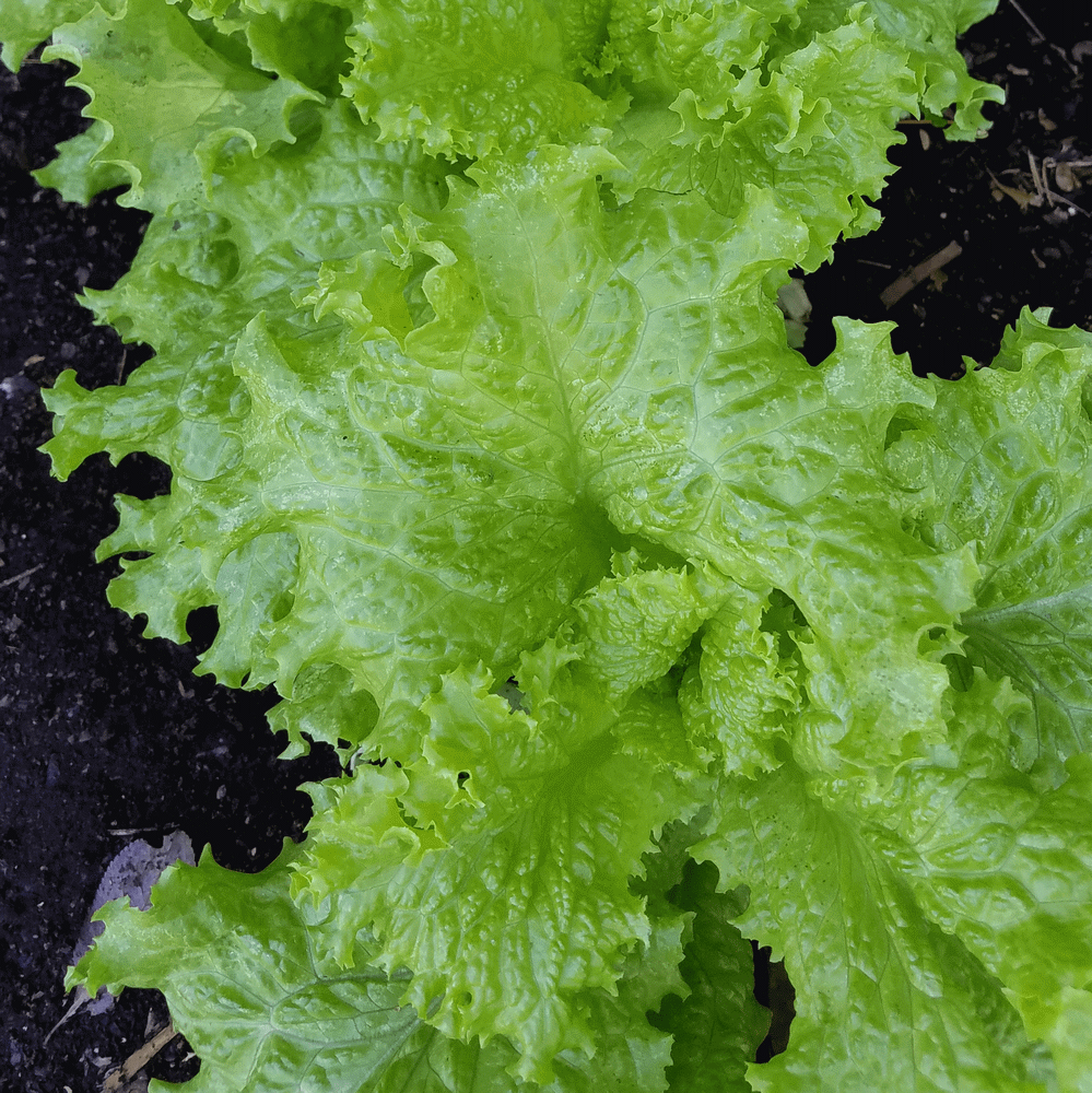 ผักสลัดแกรนด์แรพพิด (ผักกาดหอม) - Grand Rapids Lettuce