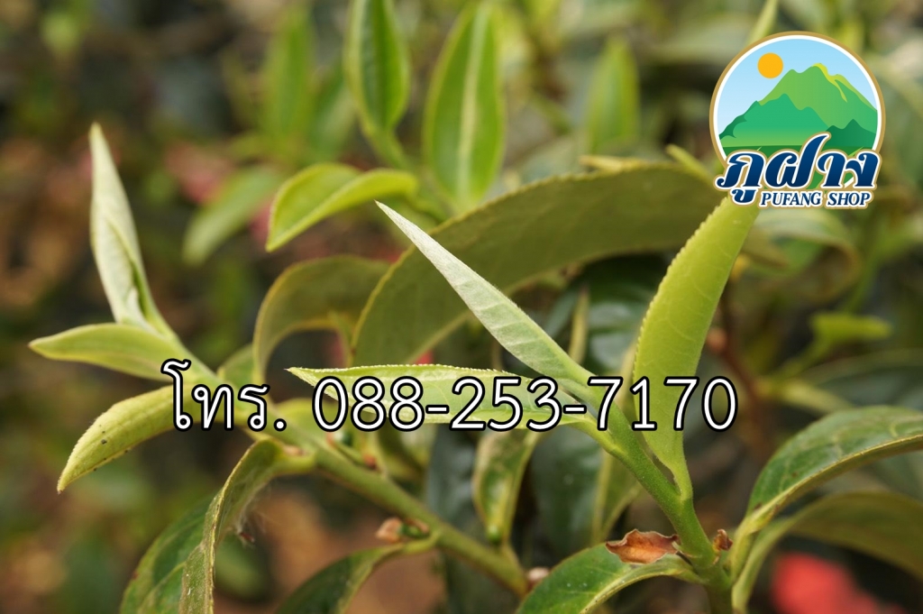 ขายดี !! ชามะลิ ขนาด 80 กรัม ถุงซิปตั้งได้ ชาอบมะลิ เหมาะสำหรับเป็นของฝาก ชาเขียวอัสสัมอบดอกมะลิ (ใบชาอบแห้ง) ชาเขียวมะลิจากยอดดอย ASSAM GREEN TEA กลิ่นหอม รสชาติดี ชาจากธรรมชาติ ของดีในราคามิตรภาพ Jasmine tea is perfect as a New Year gift.