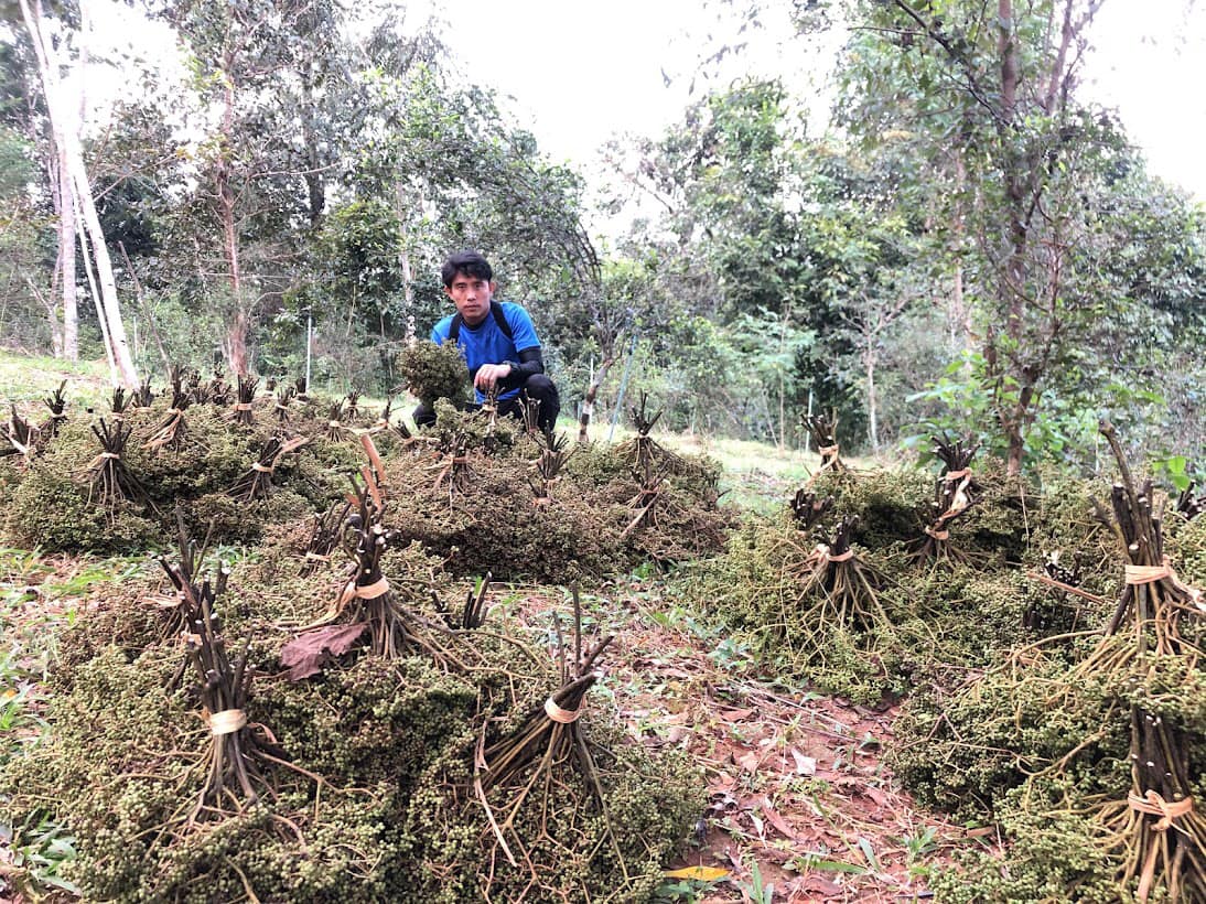 🌿 มะแข่น มะแขว่น 500g (ครึ่งกิโล) มะแขว่นเด็ดก้าน มะแขว่นคนเหนือ ลูกระมาศ หมากมาศ พริกไทยเสฉวน เครื่องเทศลาบ ลาบหมู หลู้ แกงฮังเล น้ำพริกอ่อง ไส้อั่ว เครื่องเทศเมืองเหนือ ของดีเชียงใหม่ ราคาส่ง | Zanthoxylum 500g Sichuan Pepper Thai Spice Larb Han