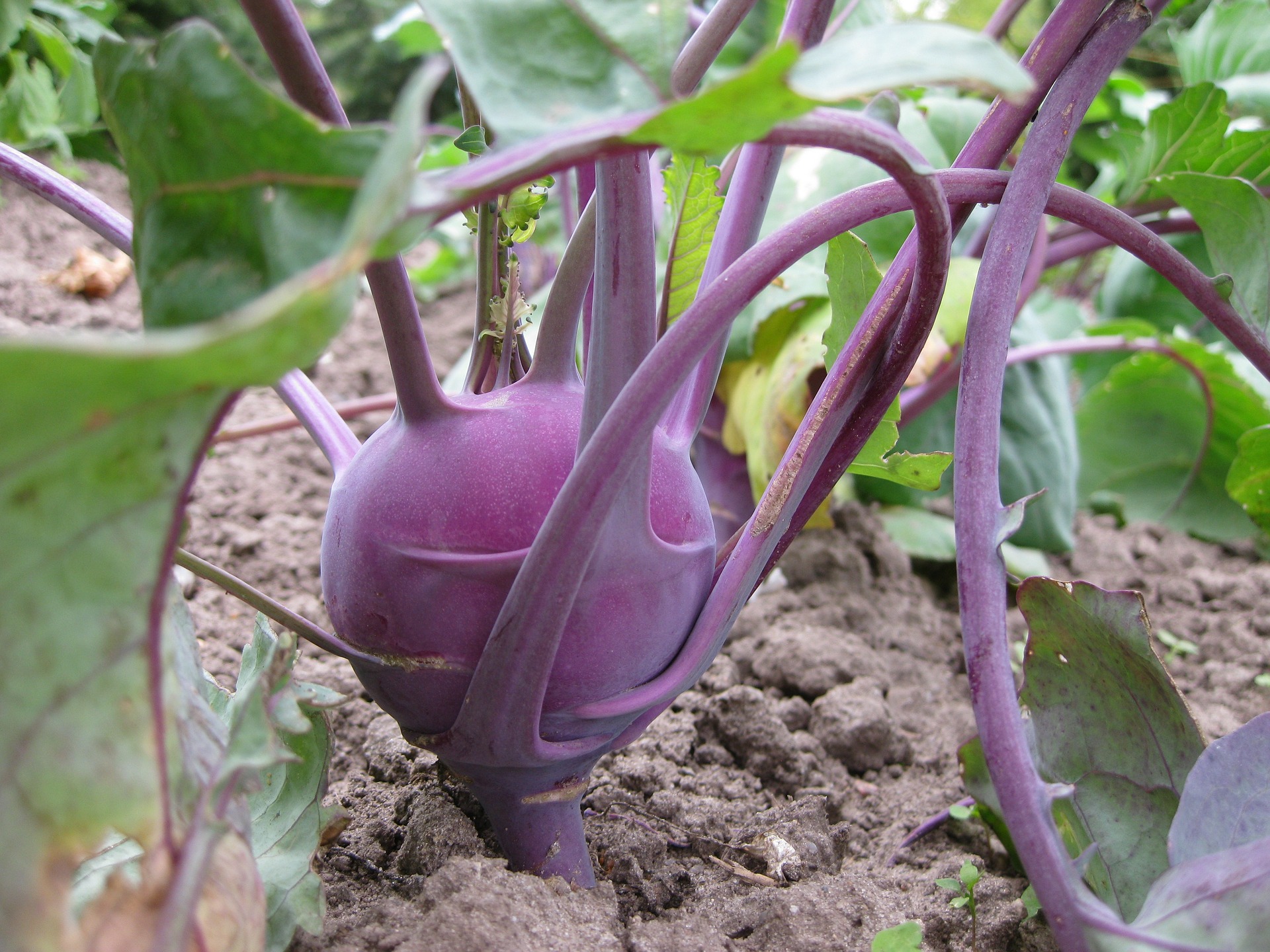 กะหล่ำปมสีม่วง - Purple Kohlrabi